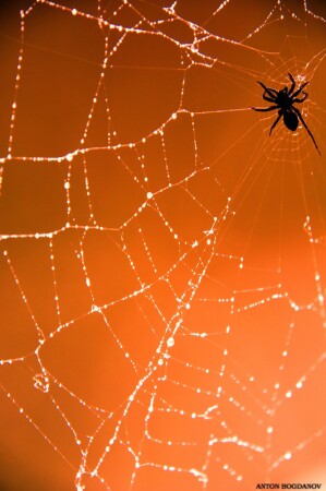 Spider