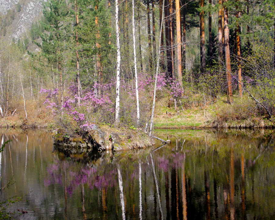 цветет багульник