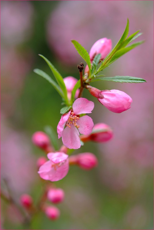 Pink on pink