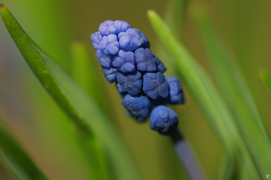 Весенние цветы (Blue)