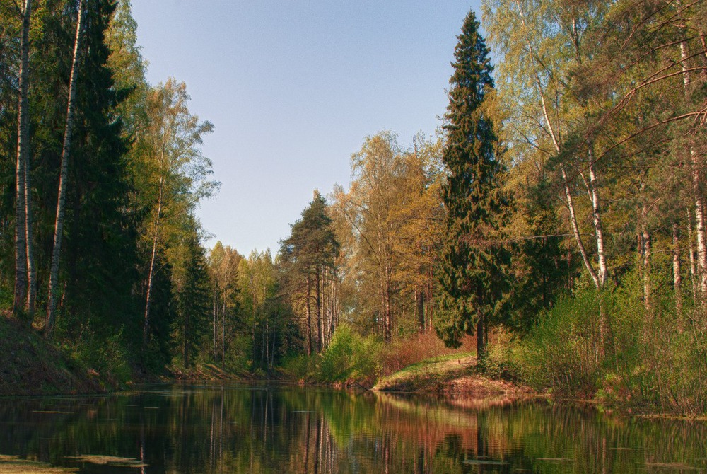 Шишкин лес