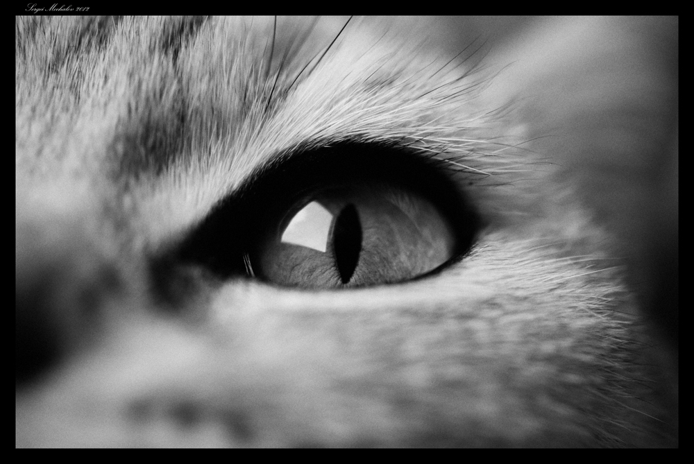 Cat Eye