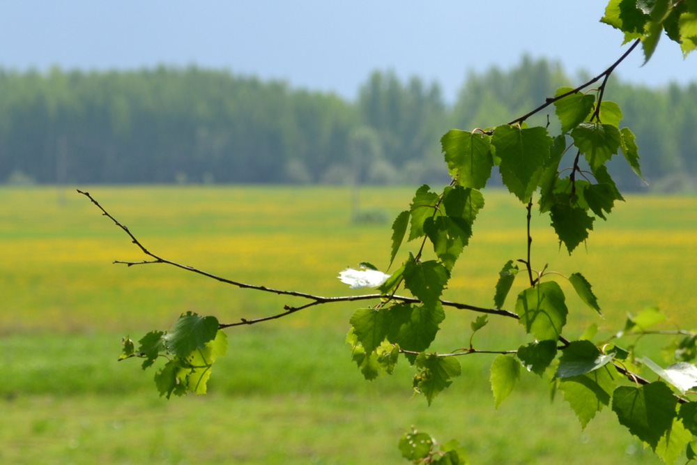 это всё моё - родное....