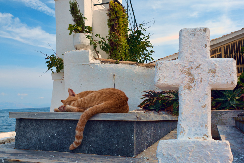 Greek cat