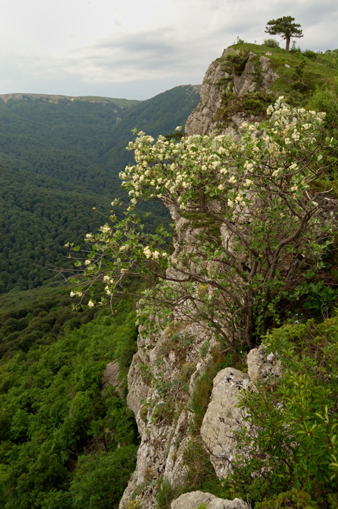 Рябина Крымская цветёт