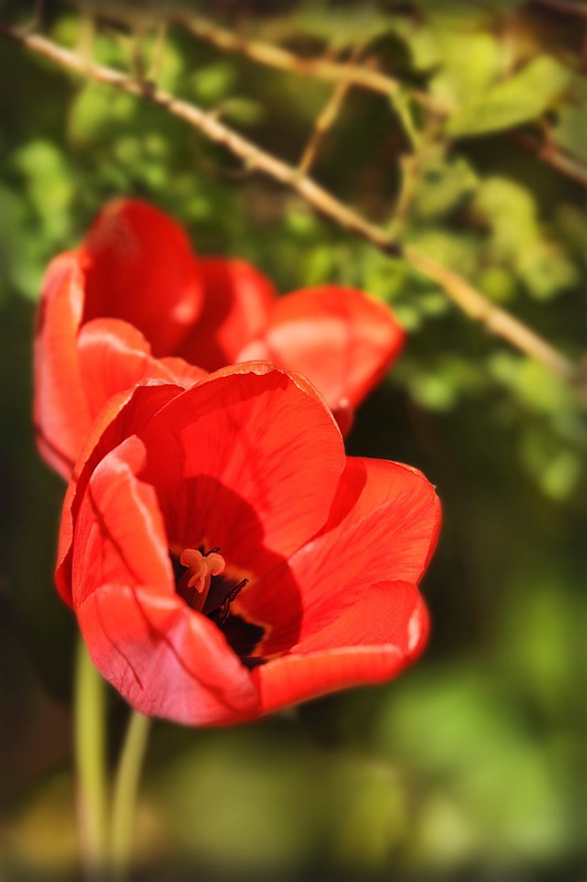 Spring tulip