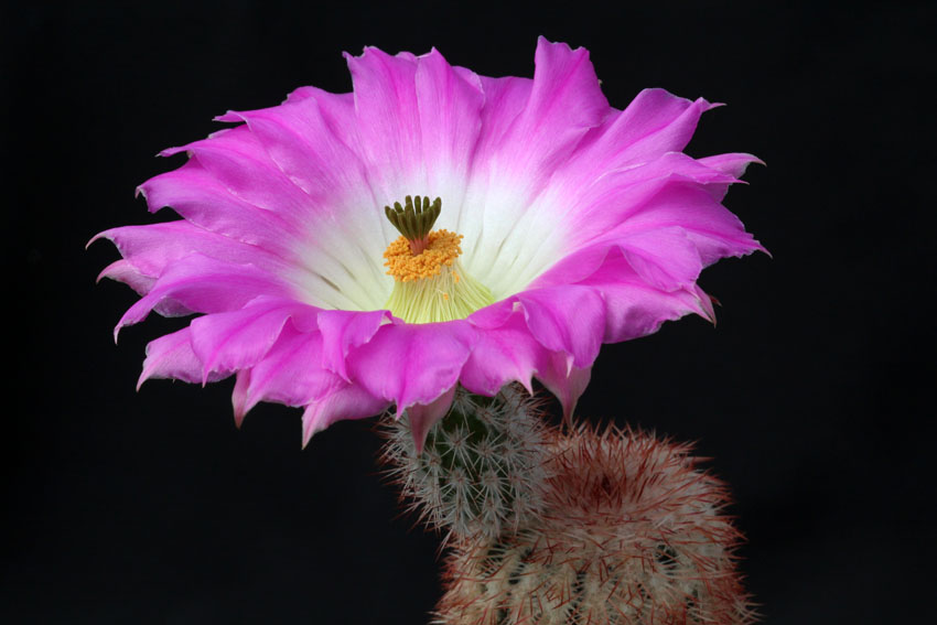 цветок Echinocereus rigidissimus