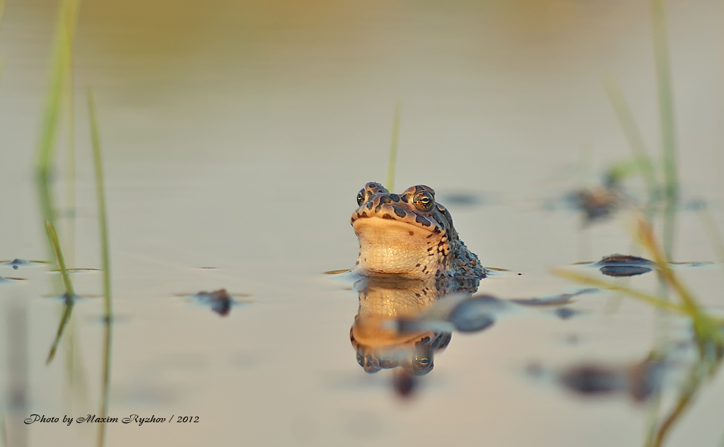 Зеленая жаба (Bufo viridis)