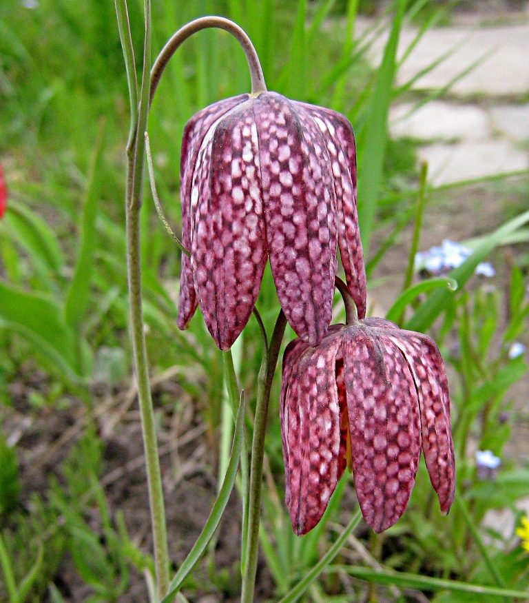 Рябчик шахматный - Fritillaria meleagris