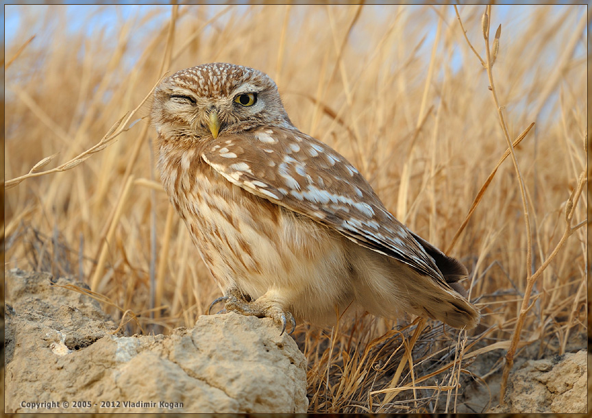 Little Owl: portrait