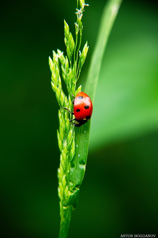 Coccinellidae-Божья коровка 2