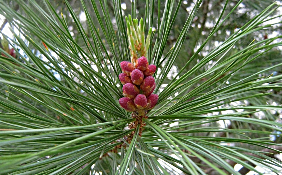 Сосна сибирская кедровая - Pinus sibirica Du Tour