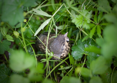 дикий житель парка