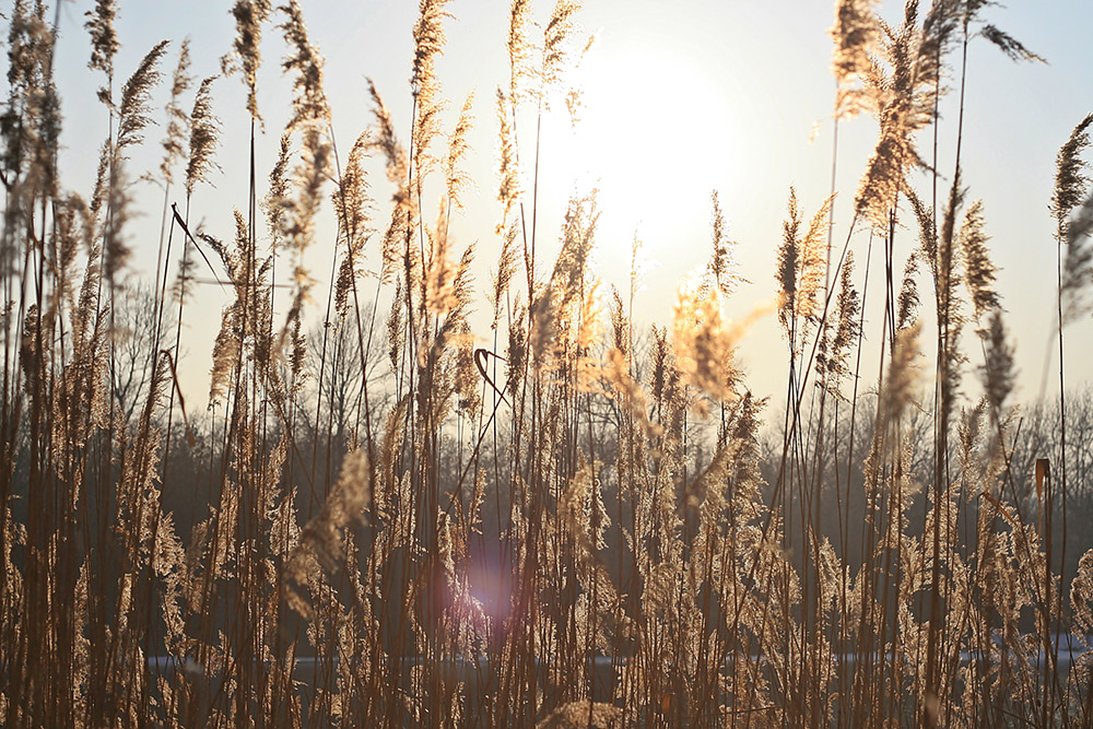 reeds against the bright sun