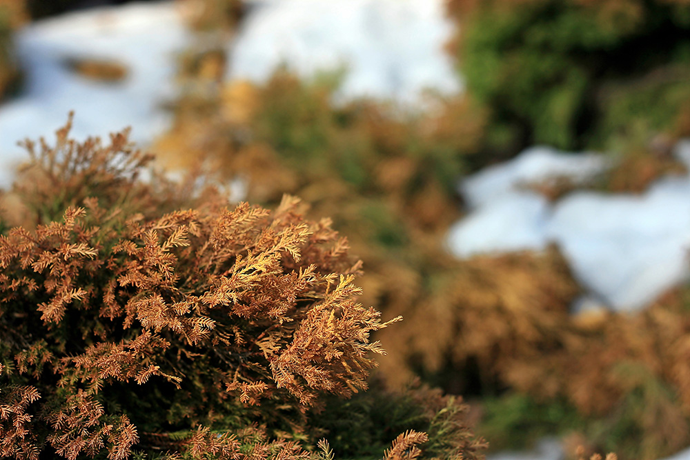 thuja on the background of snow