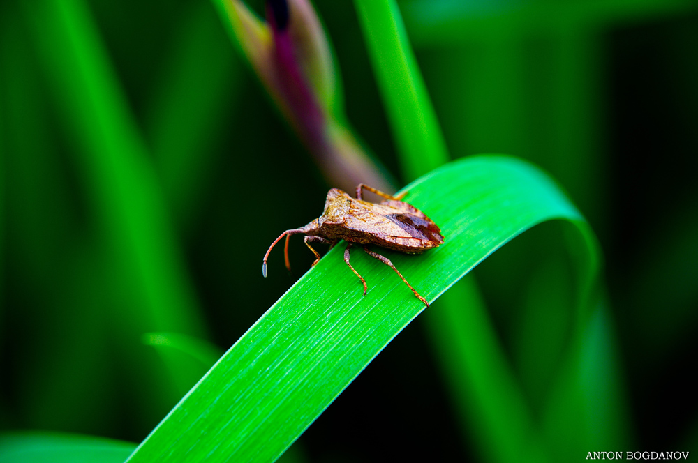 Heteroptera-Клоп