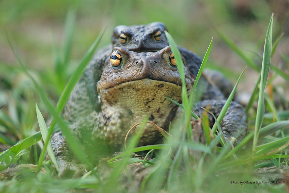 Серая жаба (Bufo bufo)