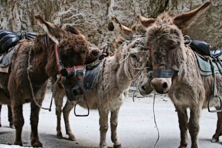 Чегемские рысаки