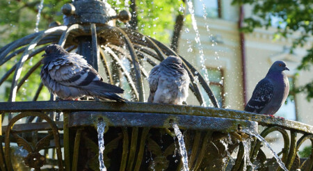 Голубиное счастье