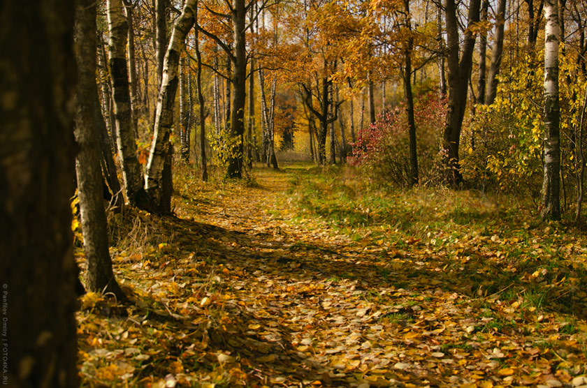 Лес из карамели