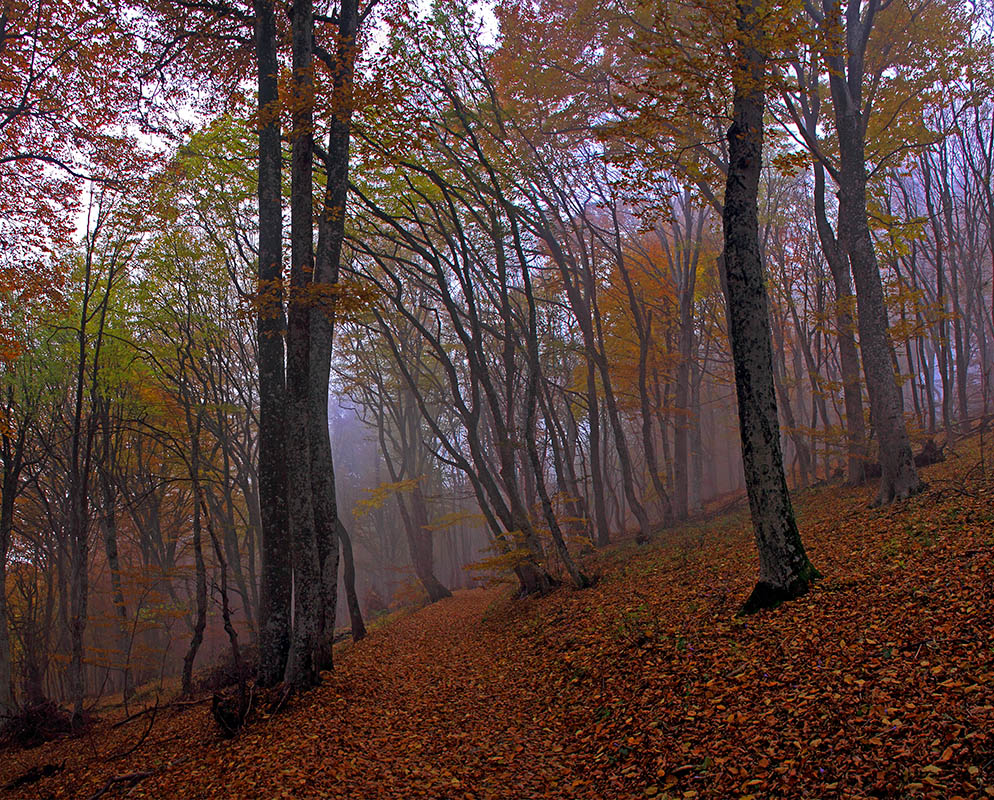 Осенний лес