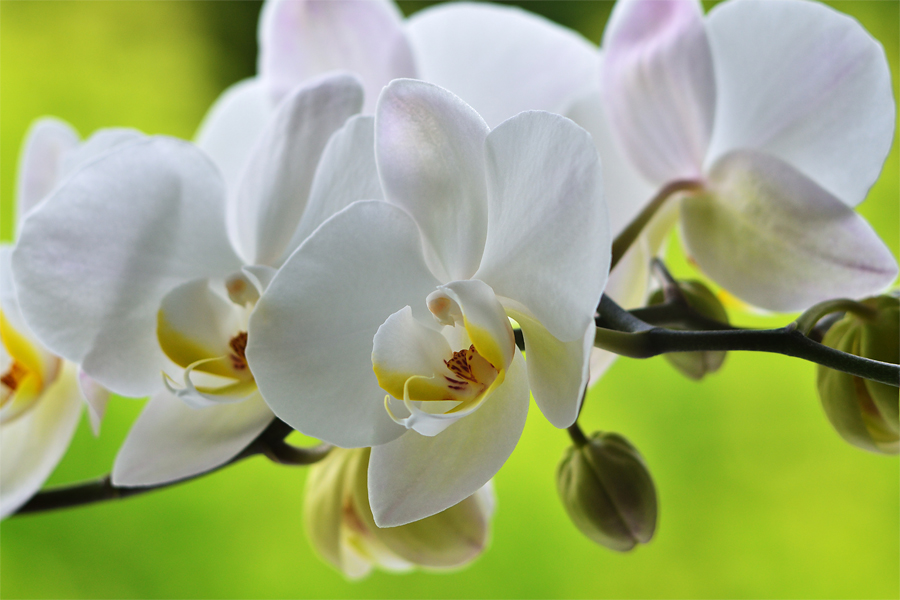 Phalaenopsis, Orchidee