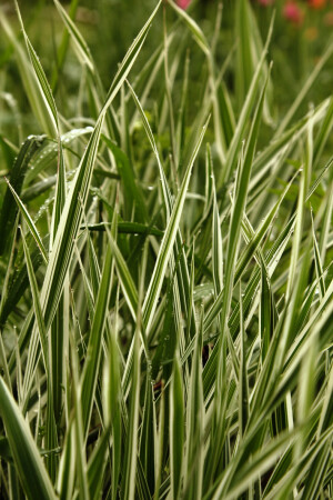 После дождя