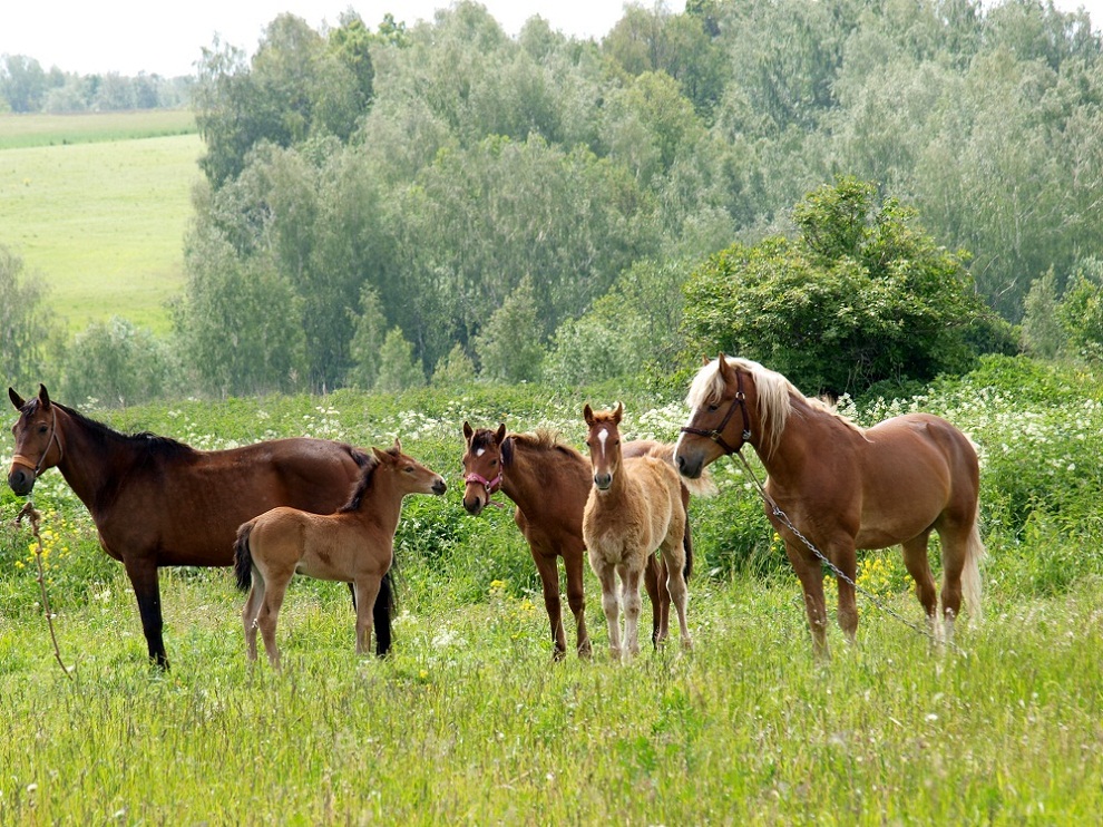 Семья