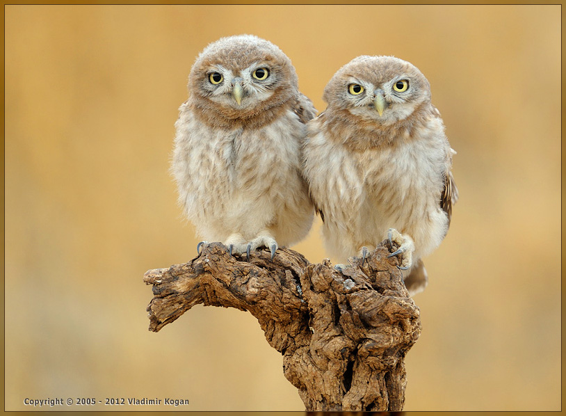 Little Owl: family portrait