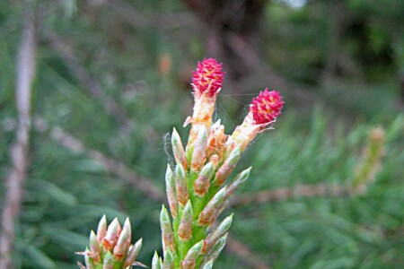 Сосна. Женские шишечки - Pinus silvestris
