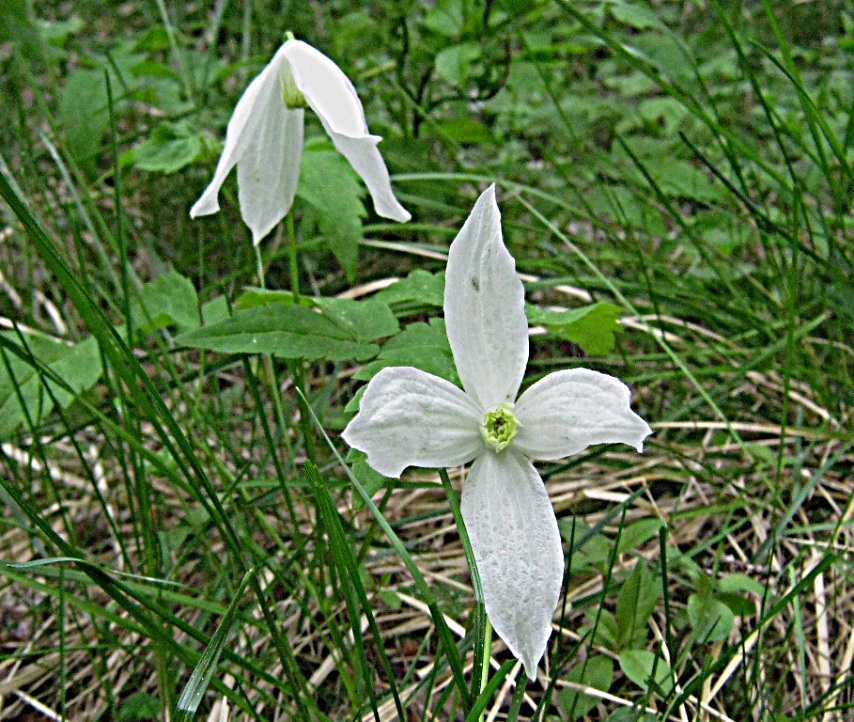 Княжик сибирский - Atragene sibirica