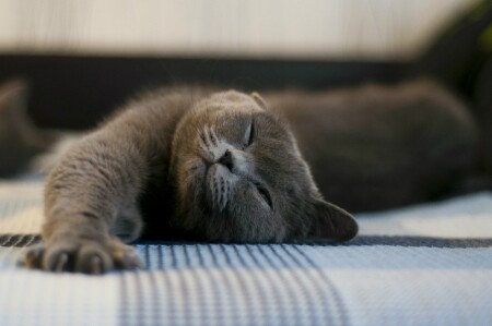 &amp;quot;Кошь-балдёж&amp;quot;