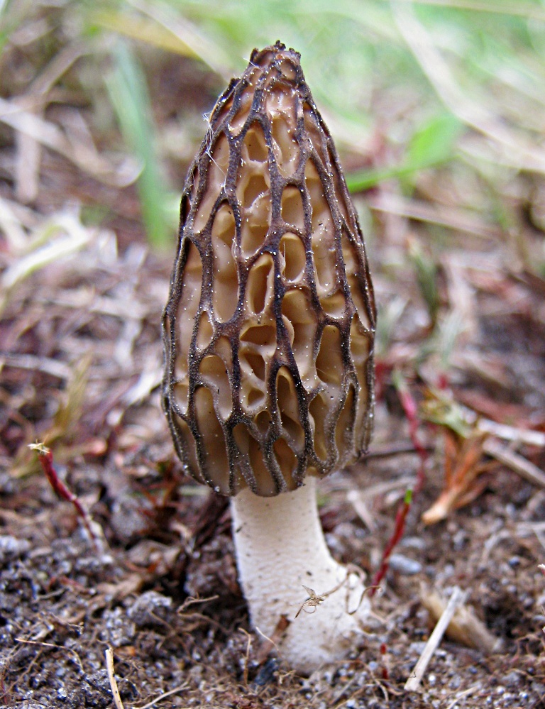 Сморчок конический - Morchella conica