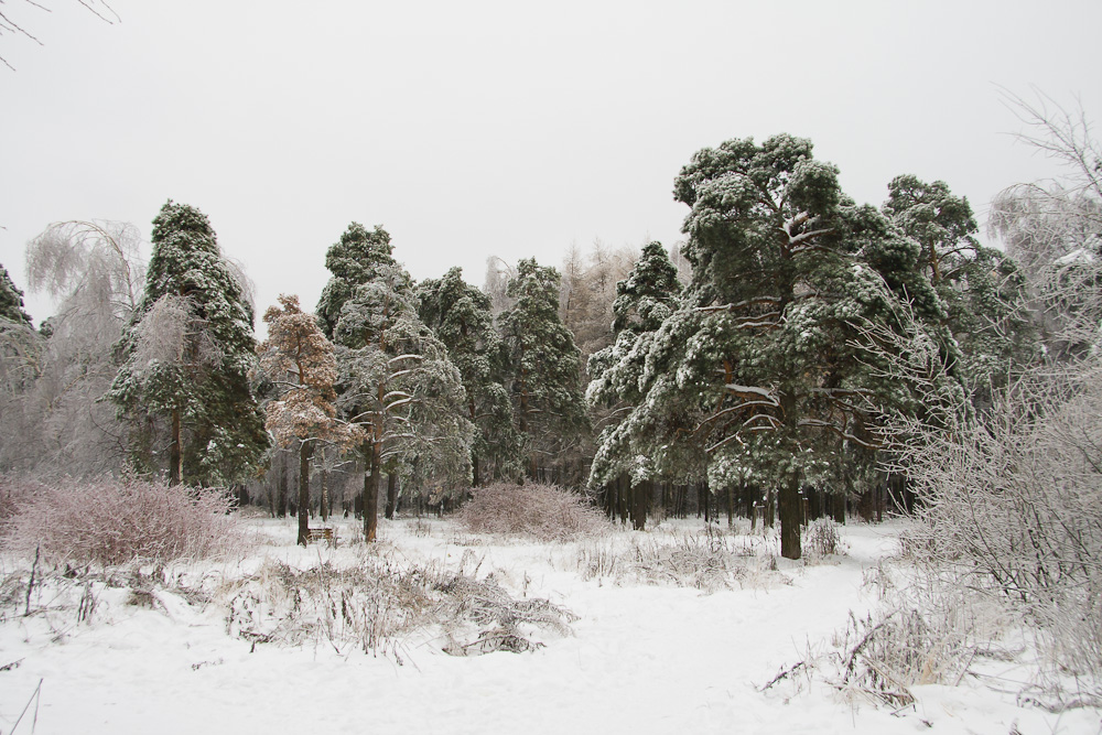 Зимний лес