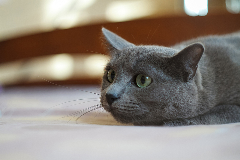 Hunter