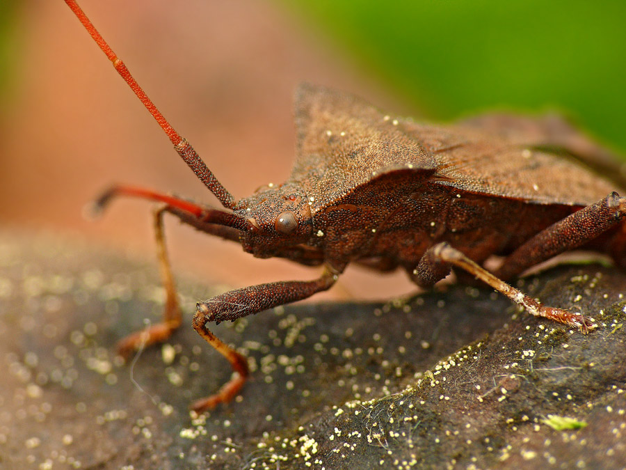 Клоп Краевик щавелевый Coreus marginatus