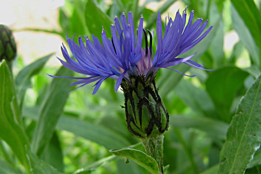 Василёк – Centaurea