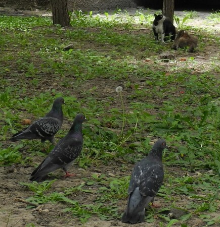 Война или мир?