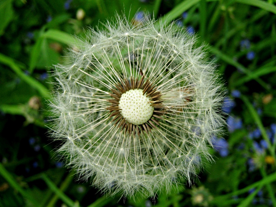 Одуванчик облысел (Taraxacum officinale)