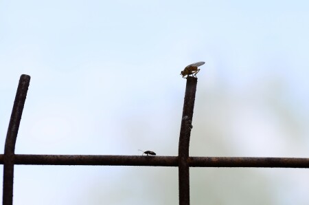 Рожденный ползать - летать не может!