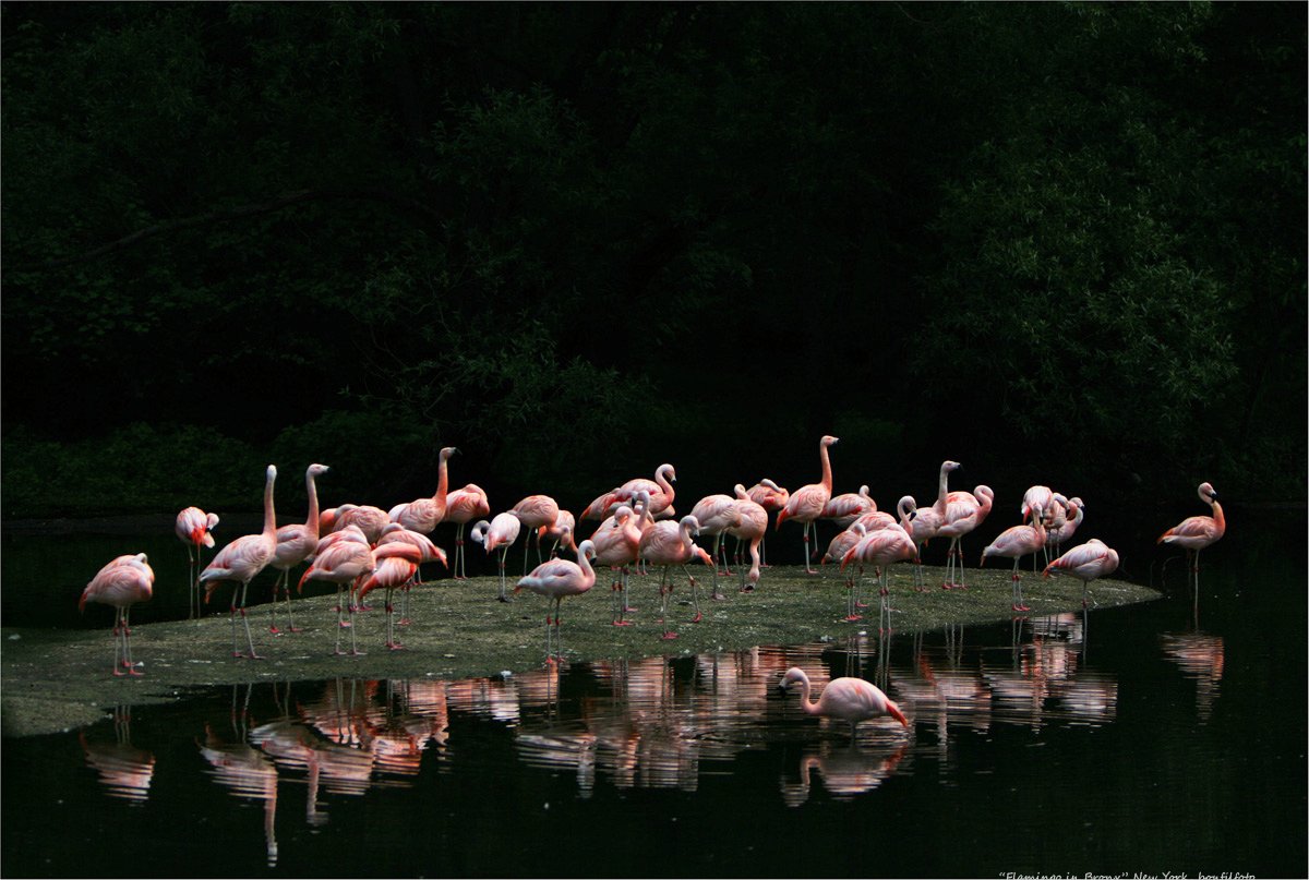 &quot;Chilean flamingos&quot; New York