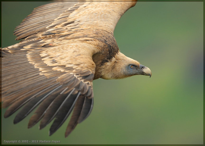 Griffon Vulture: Macro portrait