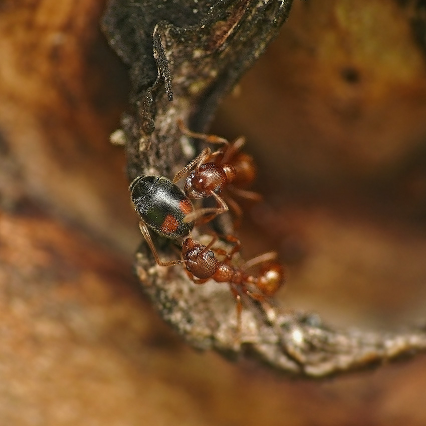 Коровка широколобая Scymnus frontalis, муравьи Myrmica rubra