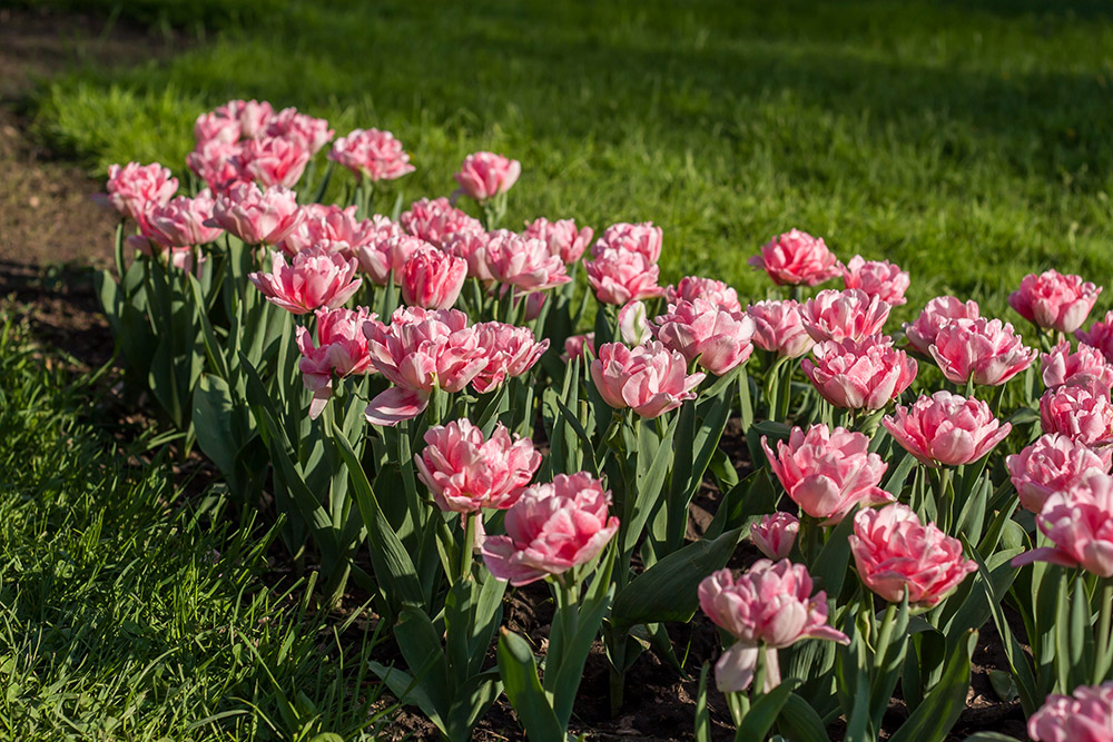 pink tulips