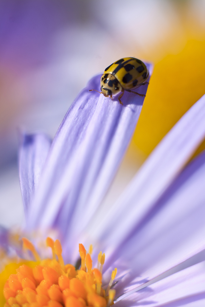 Coccinella