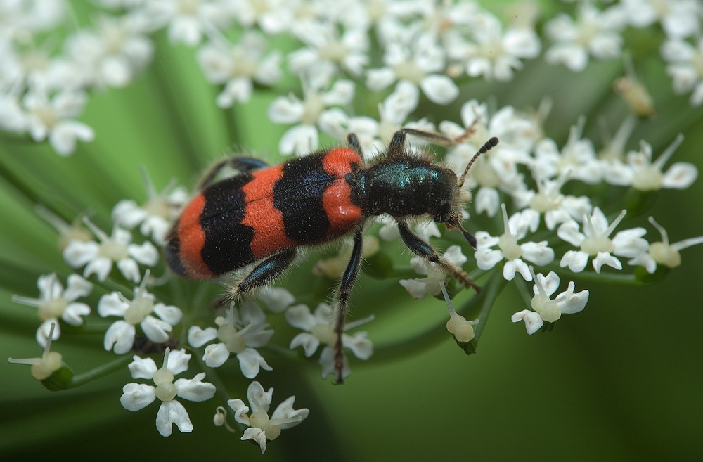 Trichodes apiarius