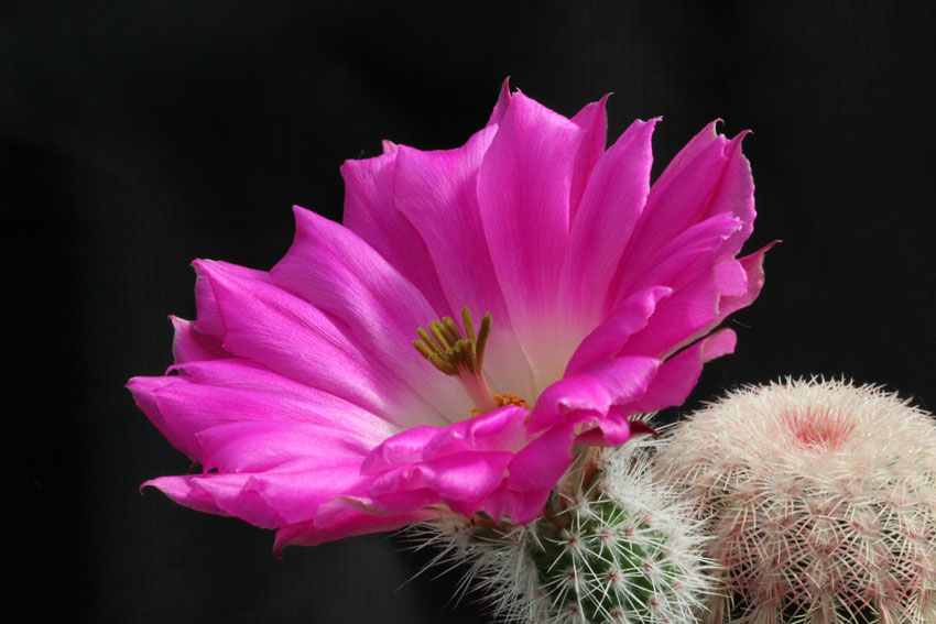 Цветение Echinocereus rigidissimus