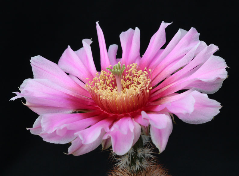 Цветок Echinocereus adustus