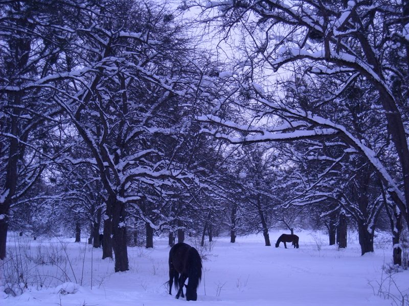 Лошади в нашем саду