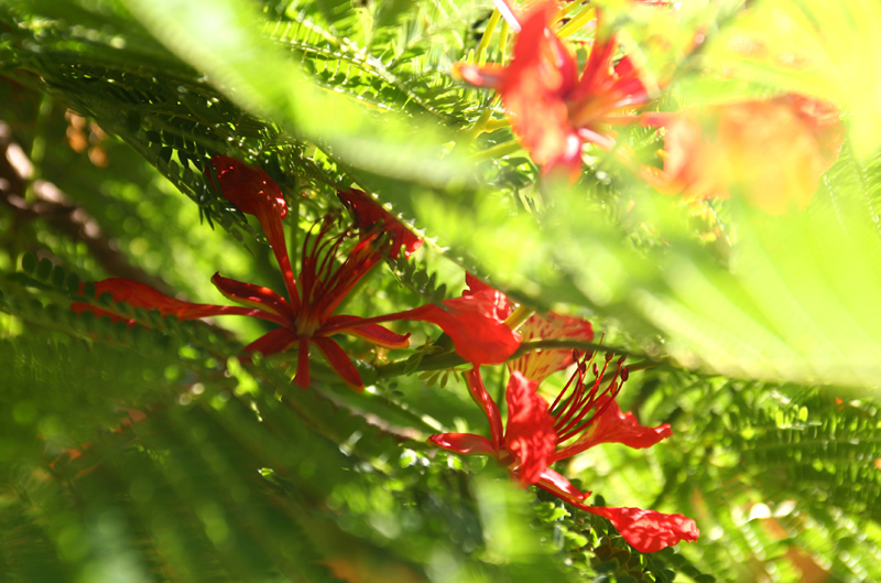 Delonix Regia